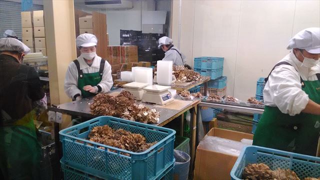 Y87【打工度假簽證】不要求日文能力的香菇的採收與包裝工作！（群馬縣）