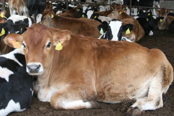 Y30 與牛隻們開心度過打工生活   位於廣闊北海道的酪農場（北海道）